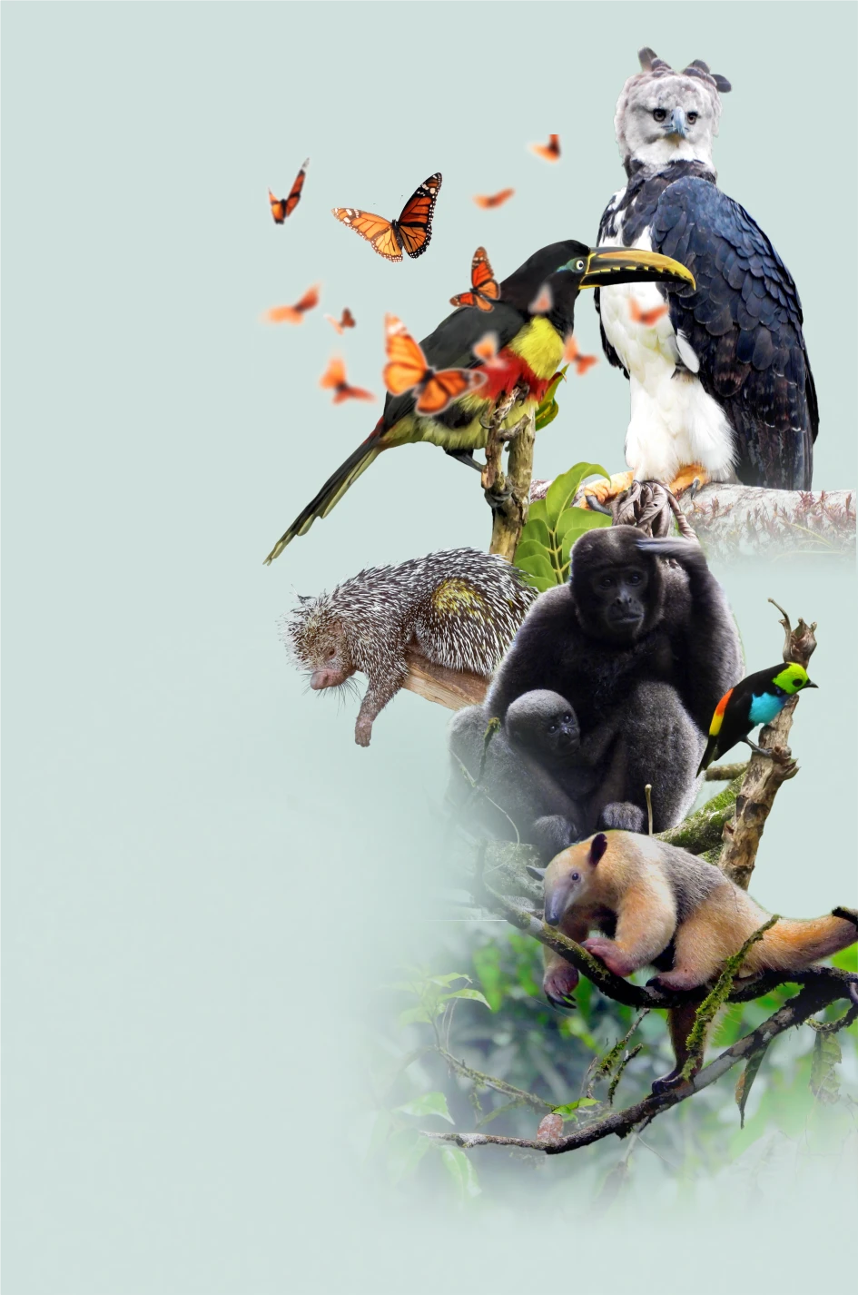 biodiversity-harpy-reserve