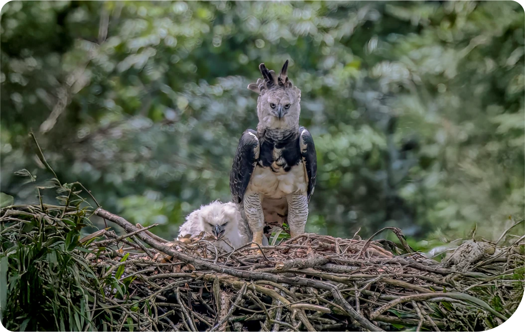 Harpy-eagle-nature-reserve